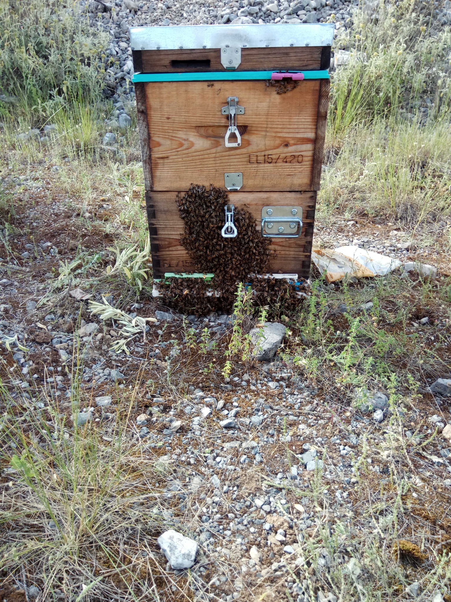 Κυψέλη με μέλισσες στην είσοδο