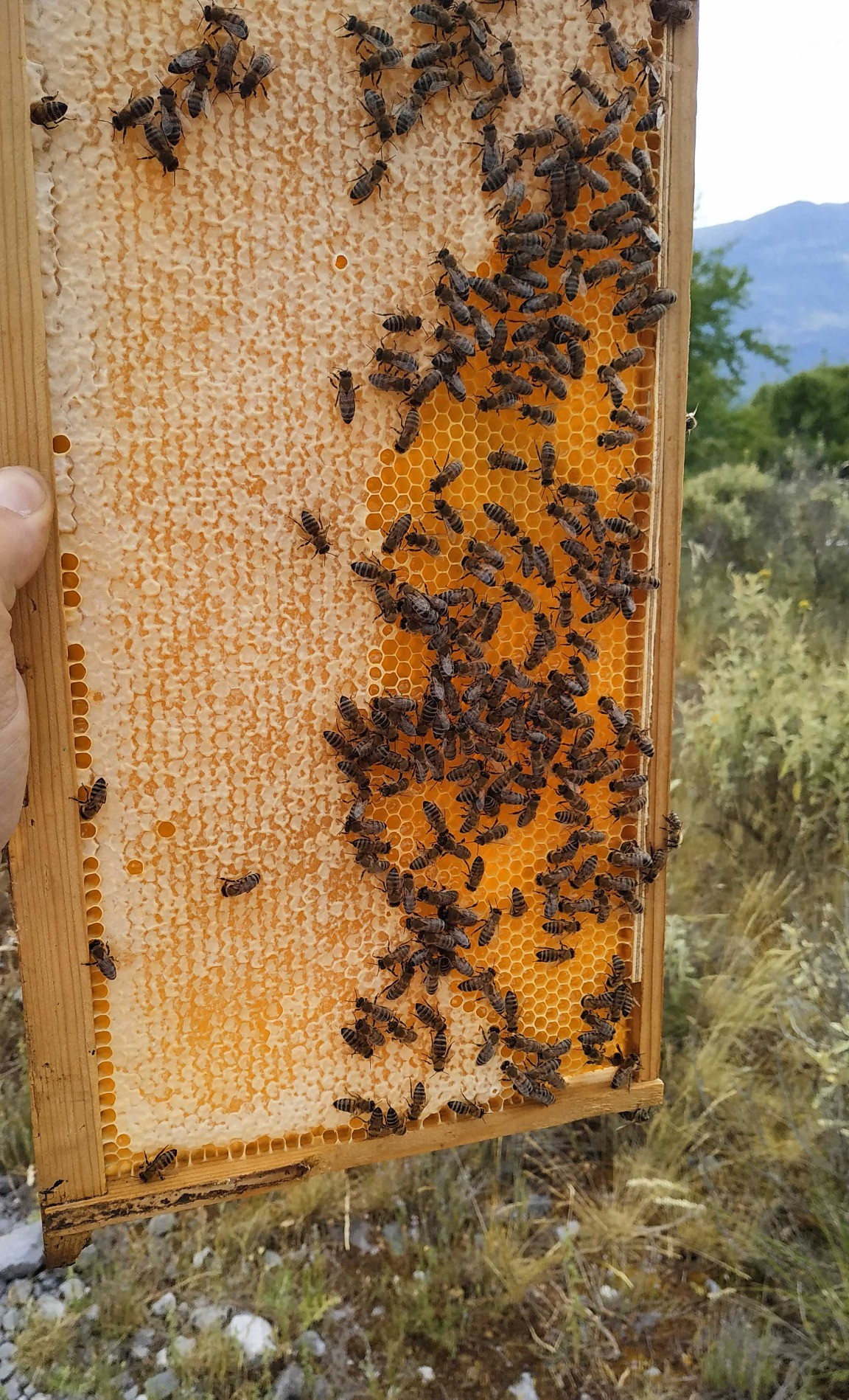 Πλαίσιο κηρήθρας με μέλισσες